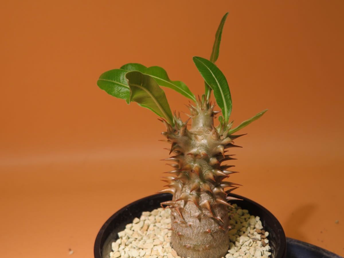 Pachypodium Bicolor 塊根植物 コーデックス Pachypodium Bicolor 塊根植物 コーデックス Pachypodium Bicolor 塊根