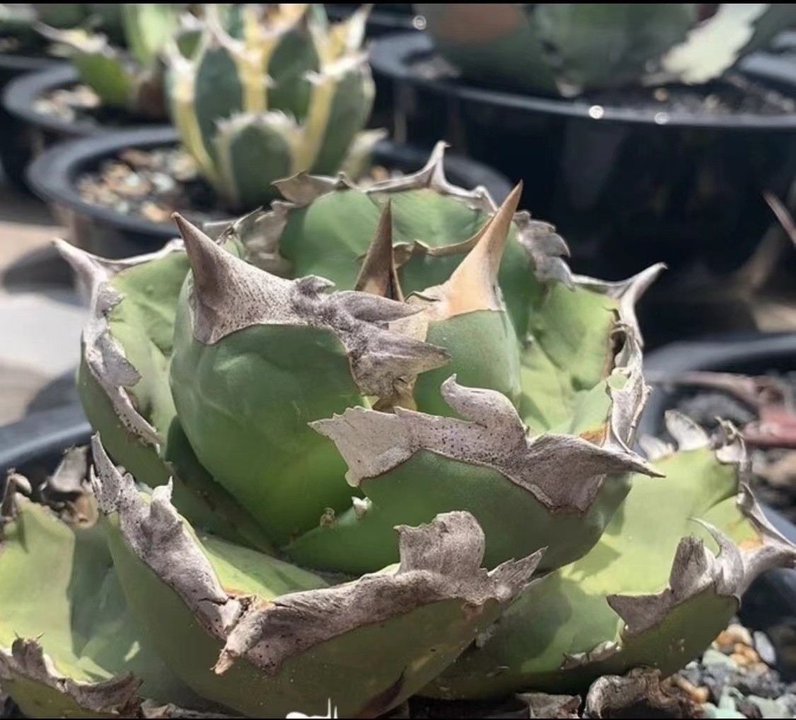 44Q アガベ チタノタ 翼竜 プテラノドン 子株 agave titanota