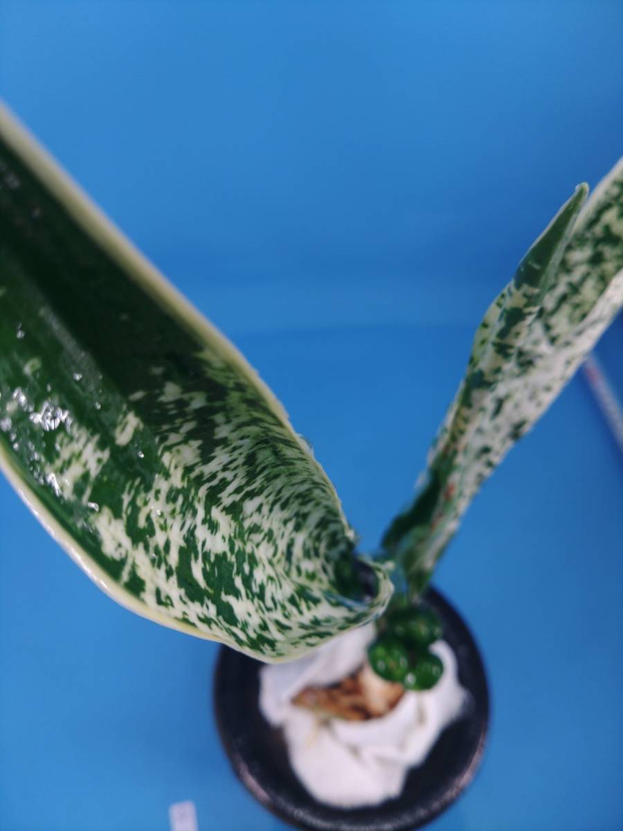 万年青 オモト おもと 92家宝都の図 花、園芸 鉢植え 【公式通販】