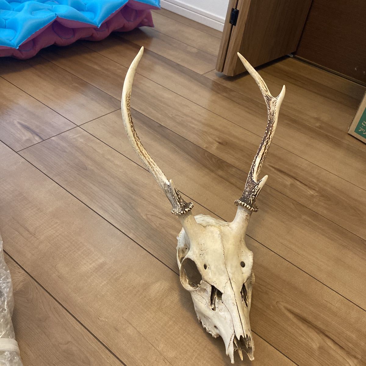 Hunting trophy 鹿角メルカリ 鹿角 奇形 激レア美品鹿の骨 鹿の頭骨