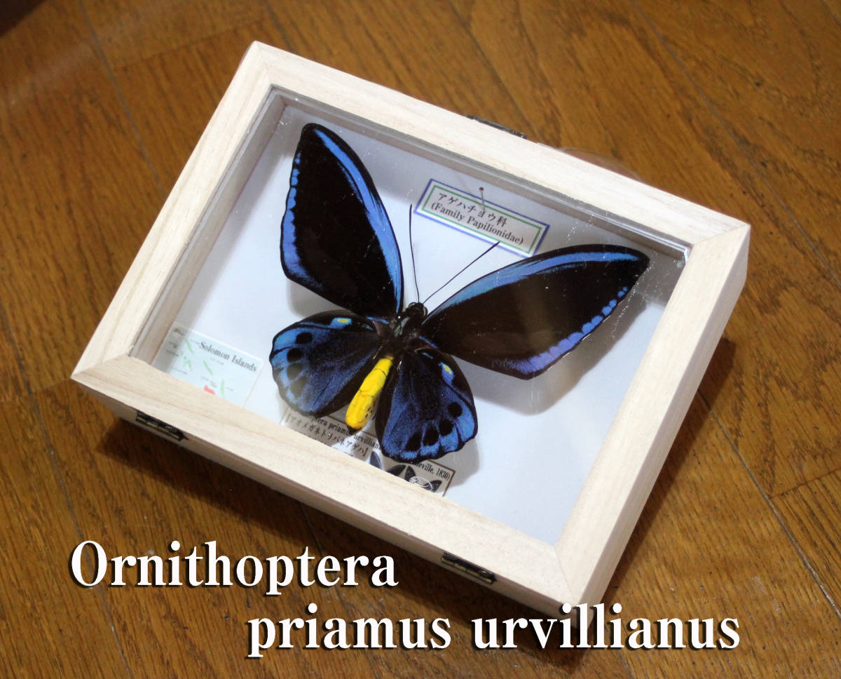 メガネトリバネアゲハ 大型標本