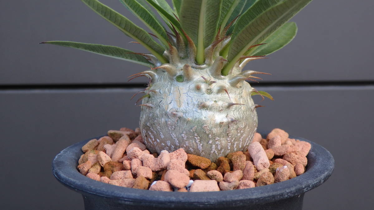 マカイエンセ パキポディウム 実生 | Pachypodium rosulatum 魔界玉 