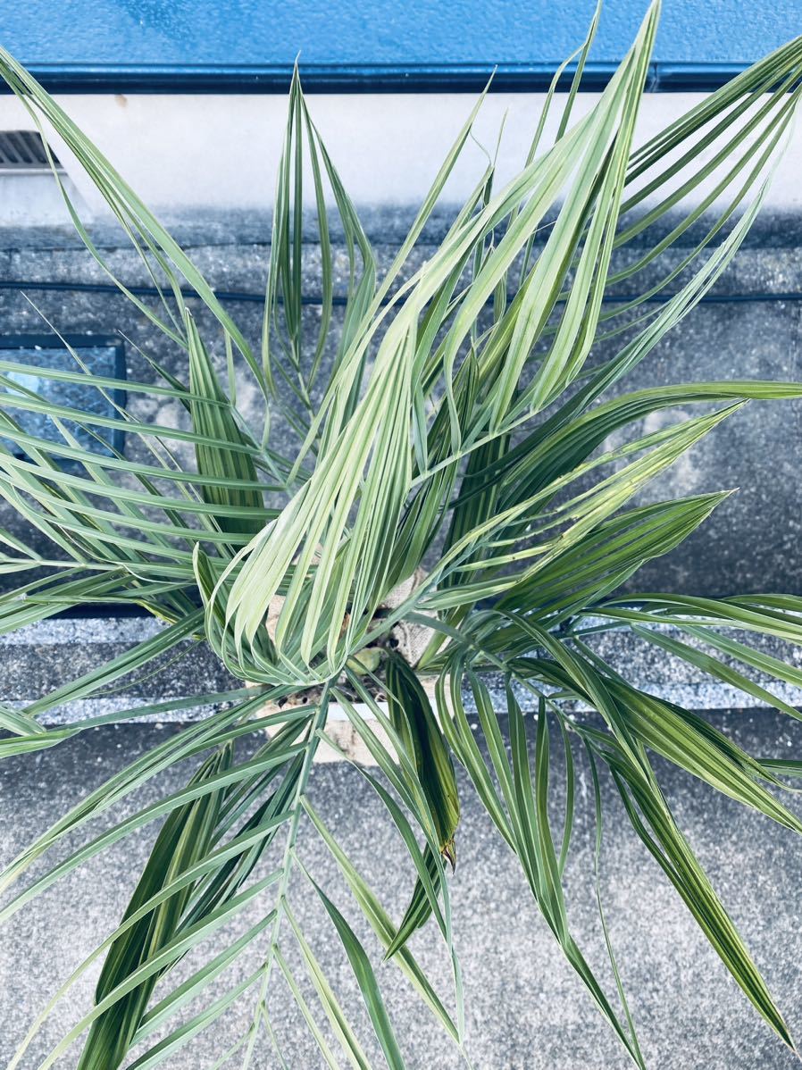 ②ココスヤシ 極太3頭株! 検)ドライガーデン 観葉植物 塊根植物