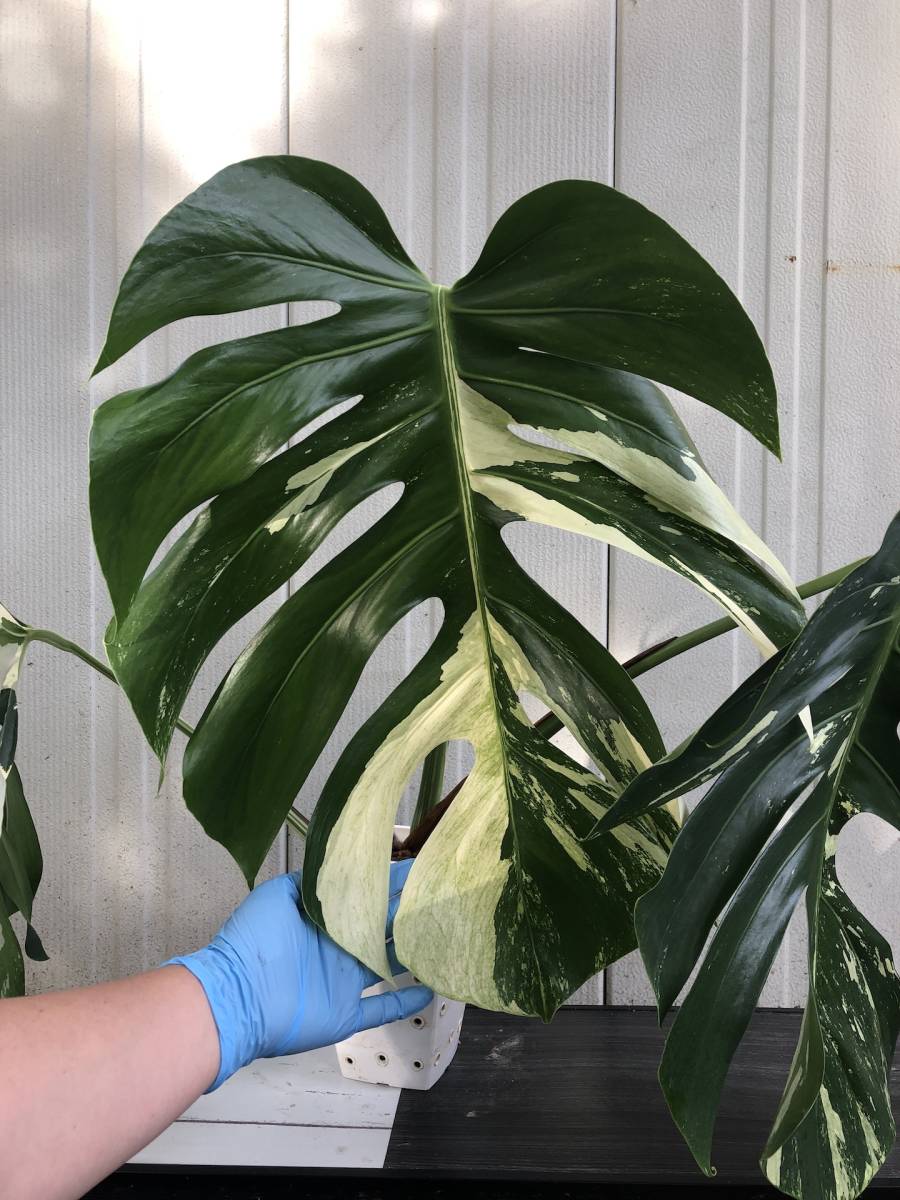 斑入り モンステラ ボルシギアナ 'ミント' | variegated monstera