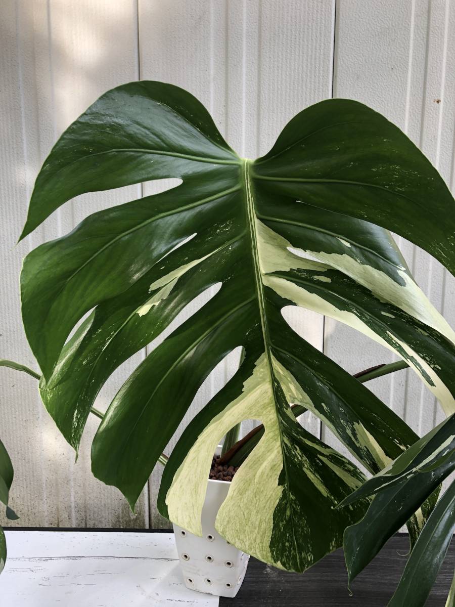 斑入り モンステラ ボルシギアナ 'ミント' | variegated monstera