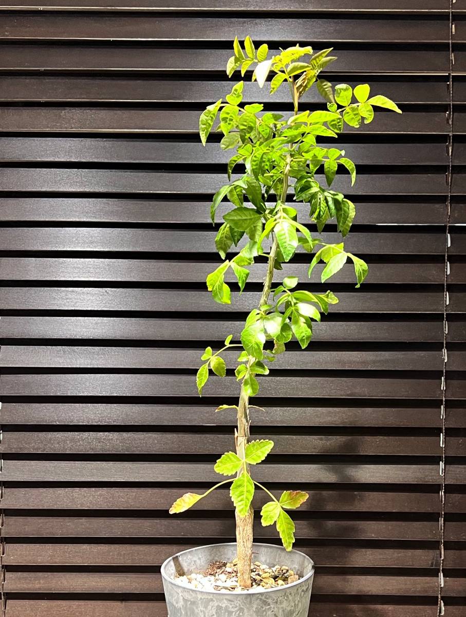 ブルセラ ファガロイデス Bursera fagaroides 実生3年目4 【公式通販】