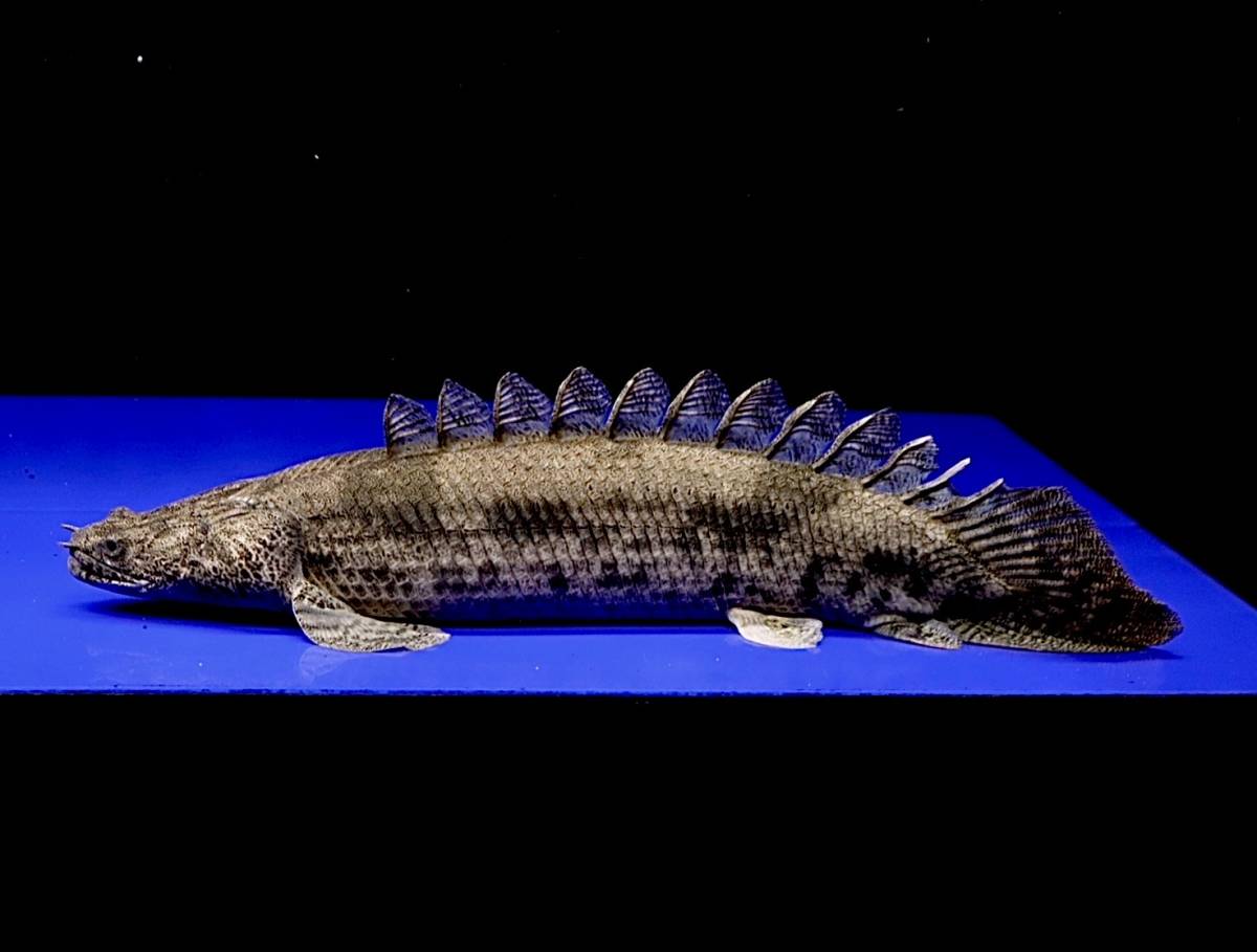 輸入完了記念!!エンドリケリーセミショートボディ±37cm　ツチノコ体型