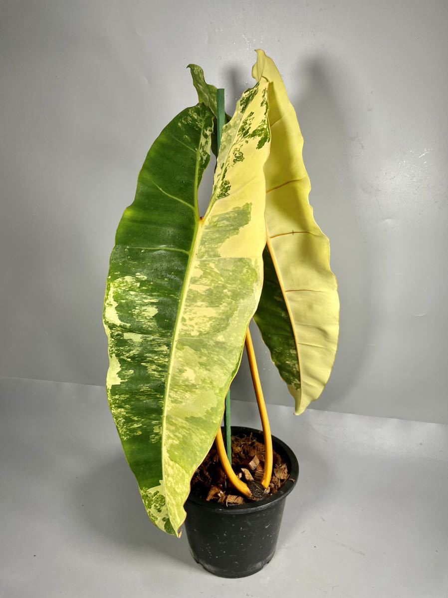 観葉植物 フィロデンドロン Philodendron Billietiae 斑入り