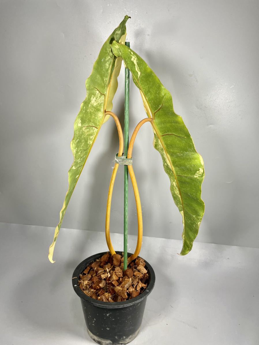 観葉植物 フィロデンドロン Philodendron Billietiae 斑入り