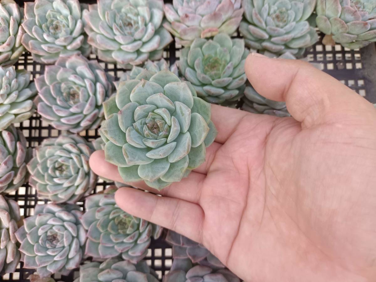 1003-fw375 ロックキャンディ30個 多肉植物 韓国 エケベリア　（10/6発送）