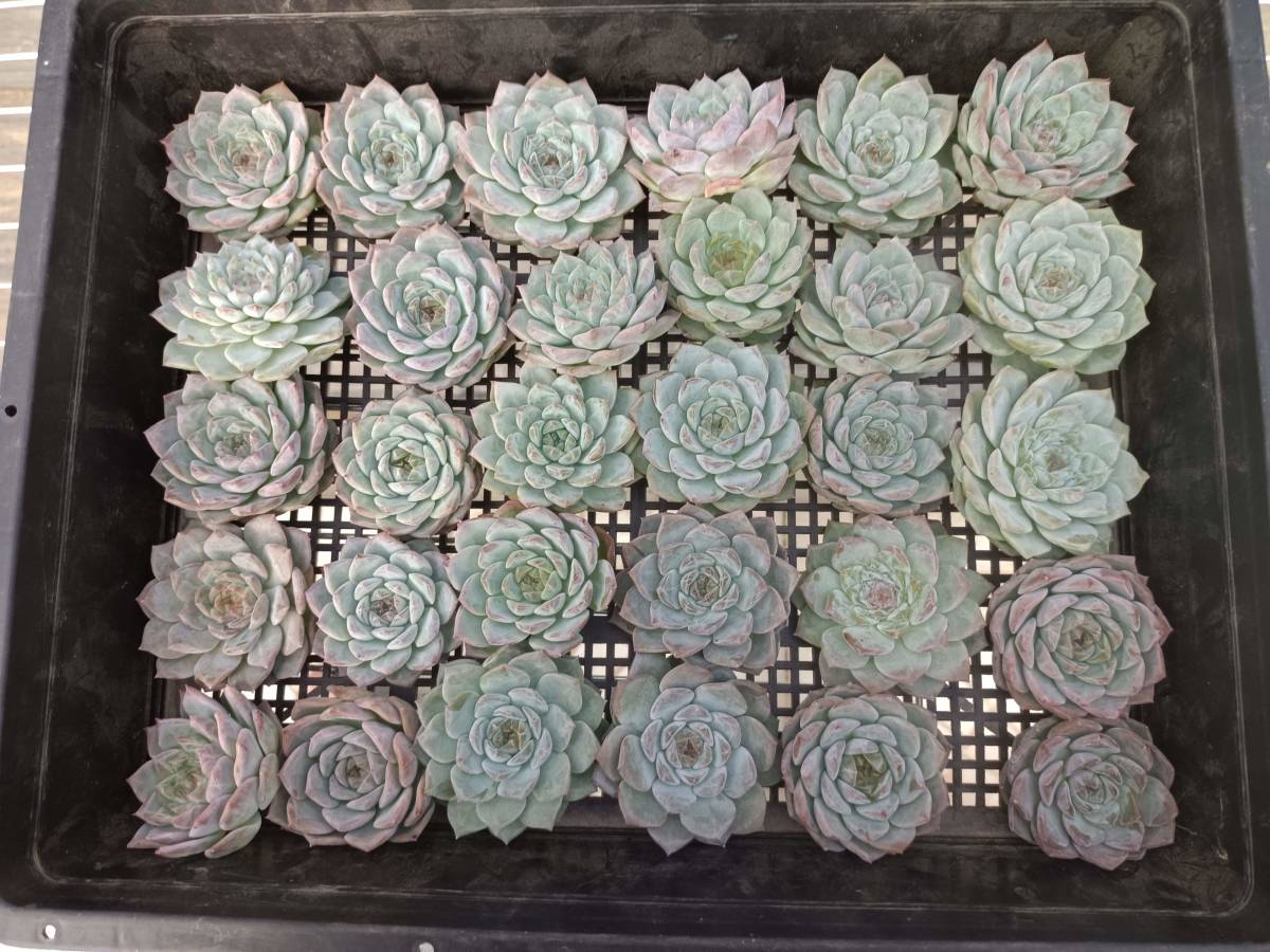 1003-fw375 ロックキャンディ30個 多肉植物 韓国 エケベリア　（10/6発送）