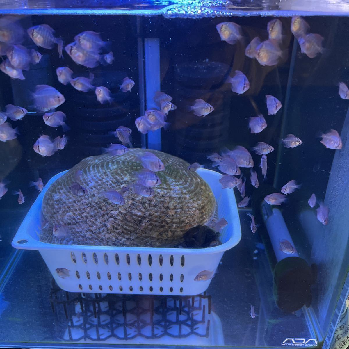 自家産ディスカスの稚魚 成長経過 - DISCUS NOTE ワイルド ディスカス 