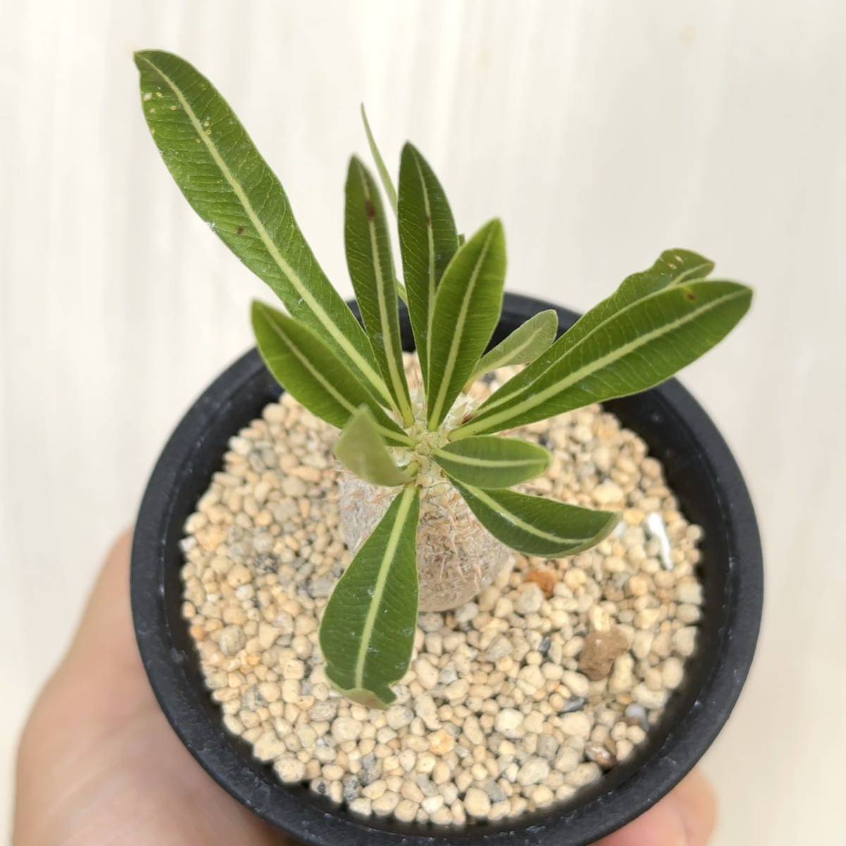 パキポディウム イノピナツム 実生 Pachypodium rosulatum var