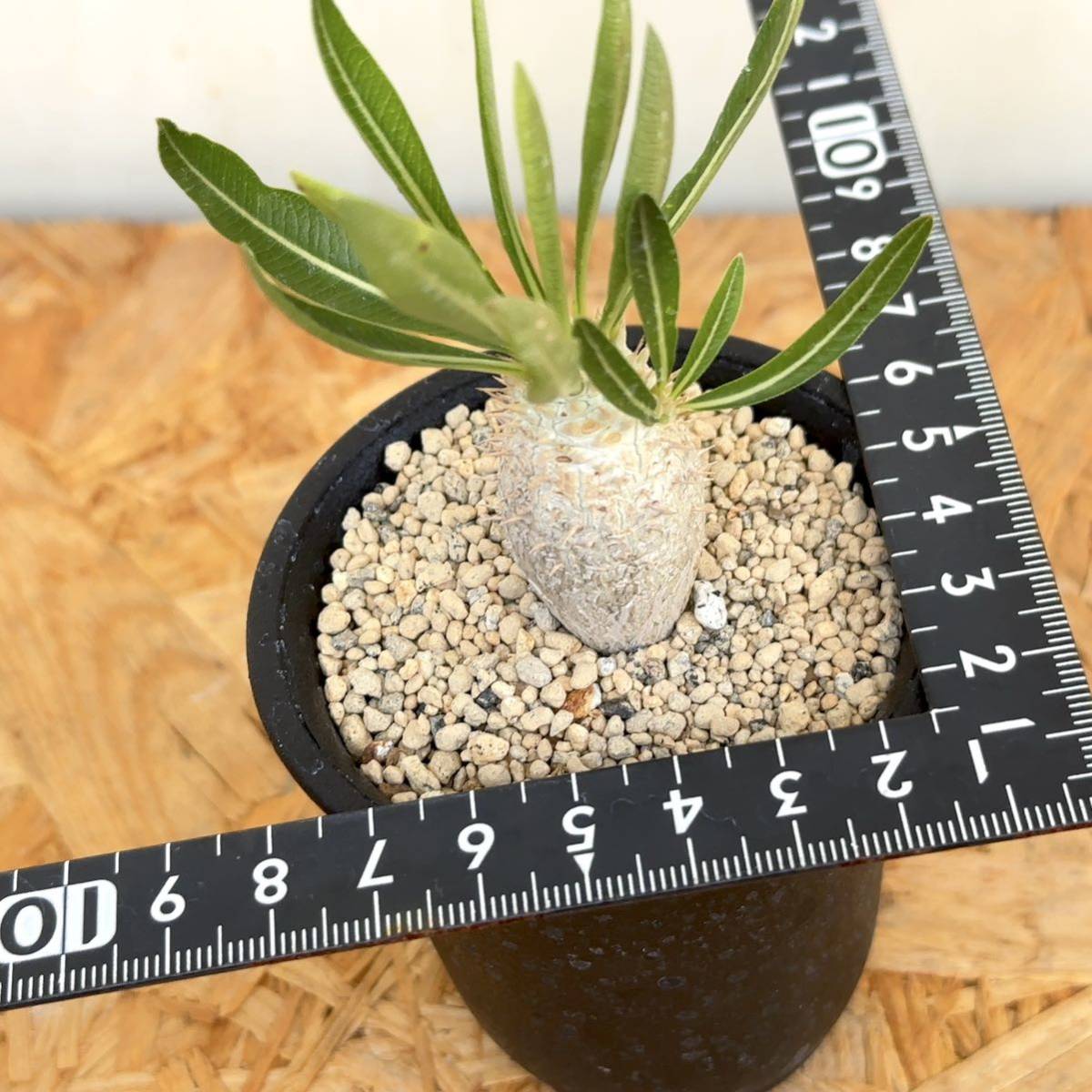 パキポディウム イノピナツム 実生 Pachypodium rosulatum var