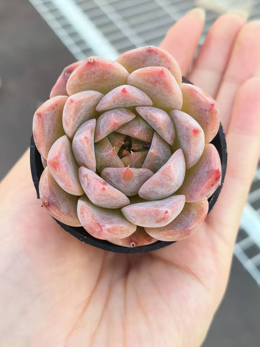 172-3　多肉植物　36株 エケベリア糖酒　超美苗 サボテン 観葉植物 花 園芸　レア種 土と鉢付きで発送