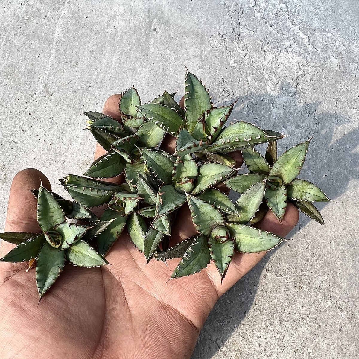 チタノタ アガベ Agave – 姫厳竜 姫厳竜アガベ 姫厳竜⁄ドワーフ⁄Kyoto 