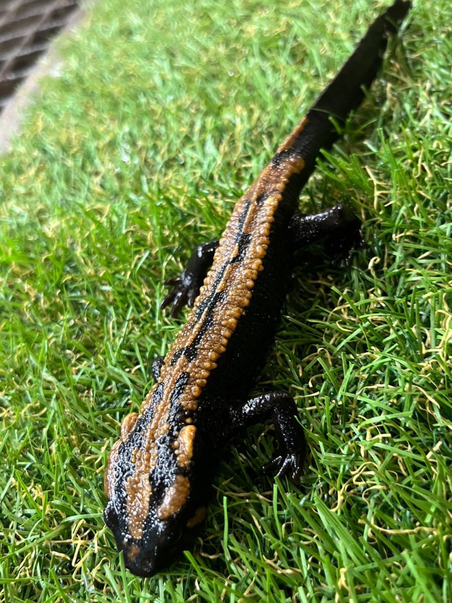 E-PAL】 WD飼い込み ラオスコブイモリ ♂約19cm♀約19cmペア no