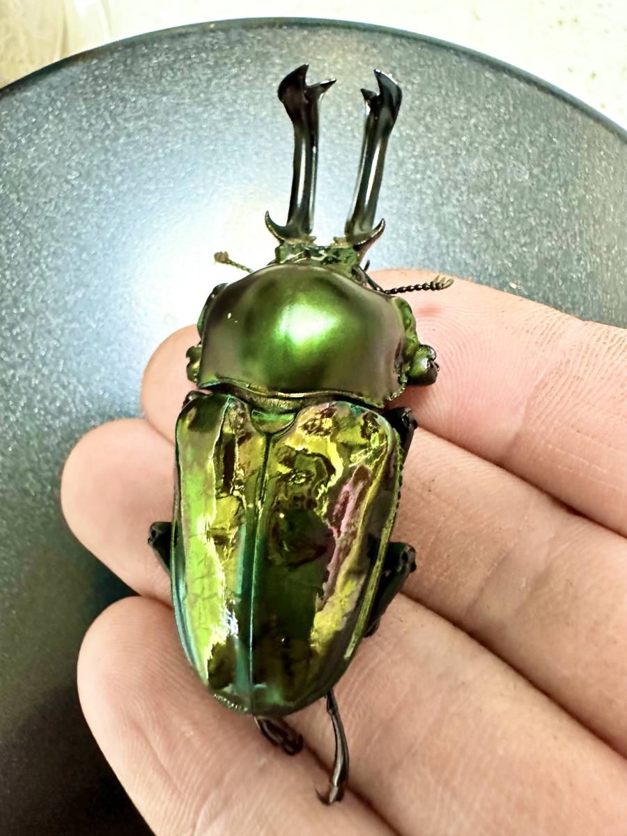 ニジイロクワガタ　特大血統ペア＋♀ ※10月9日発送限定