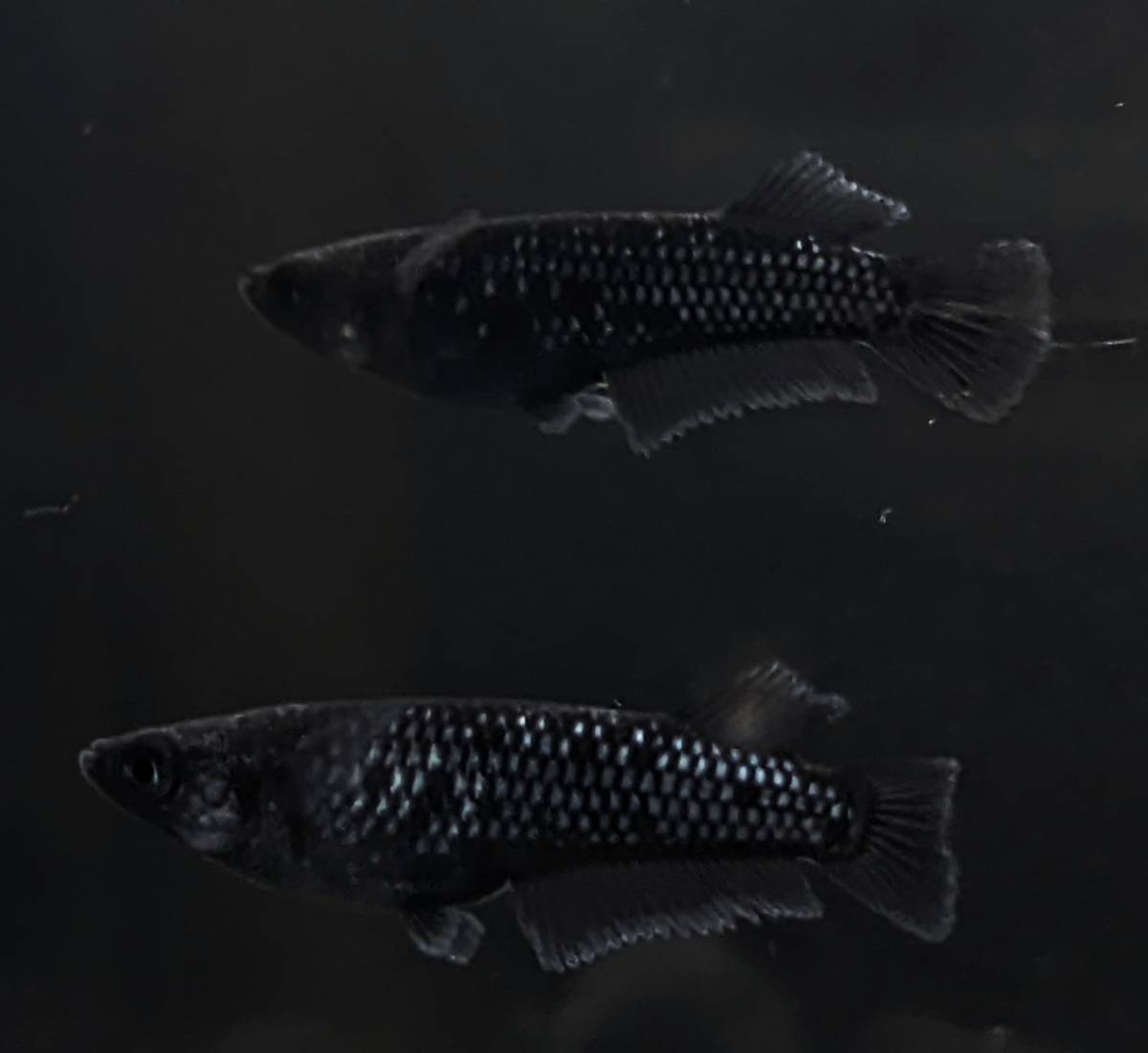 ★極★ ミッドナイトフリル漆黒 2ペア 若魚 【検索用】ムラサキ メダカ 寿メダカ めだか ラムネブルー ゴジラ 【景音めだか】