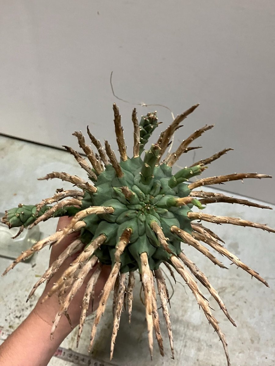 ユーフォルビア | - スコエンランディ Euphorbia Yahoo!オークション