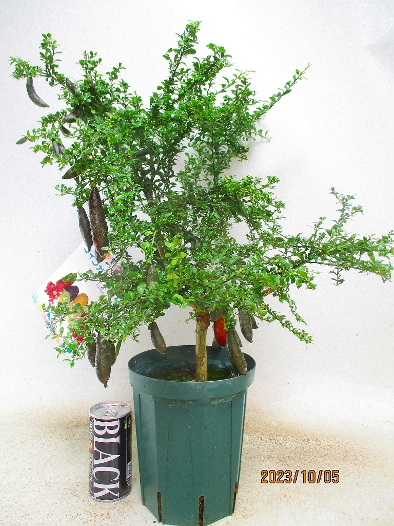 [野風苗木流通]フィンガーライム リトルルビー 実付(10374)全高：55㎝※140サイズ＊同梱包＊送料注意＊「まとめて取引」手続厳守