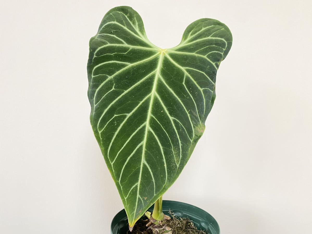 m*a様 Q903 Anthurium Regale アンスリウム レガレ アンスリウム