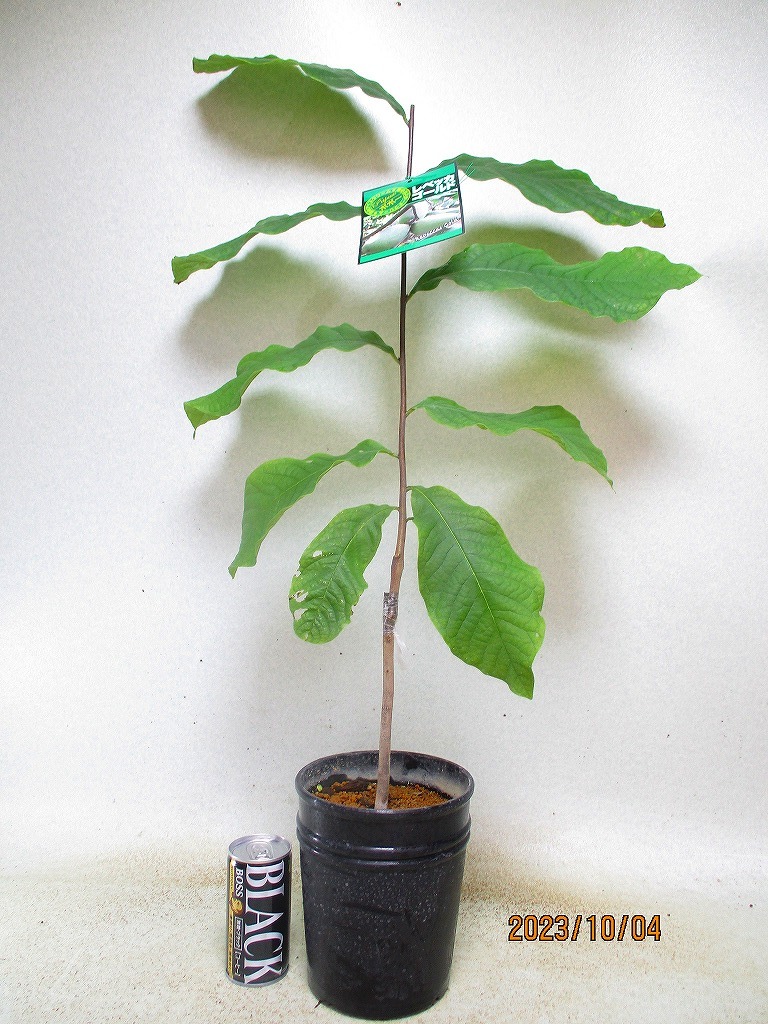 ① ポポー 接木苗 k*3様 ポポーの木 接ぎ木苗 4品種セット
