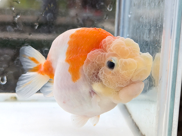 限定セール，低価 らん弐ちゃんファーム │14│ バッファロー江戸錦 当歳魚 約9.5cm 雌(その他)｜売買されたオークション情報、yahooの商品情報をアーカイブ公開 - オークファン その他