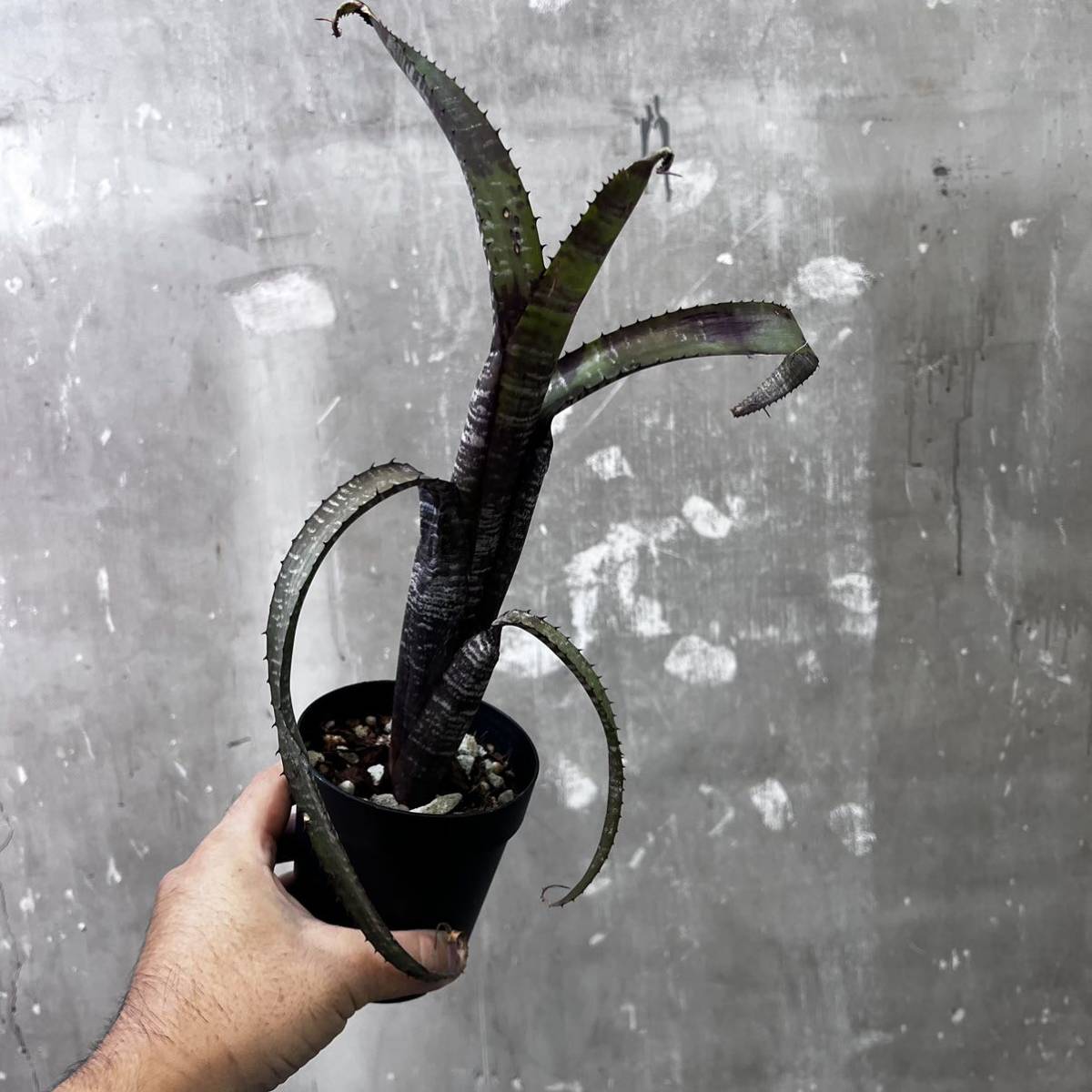 ［Pof］Aechmea nudicaulis Rafa エクメア・ヌディカウリス・ラファ