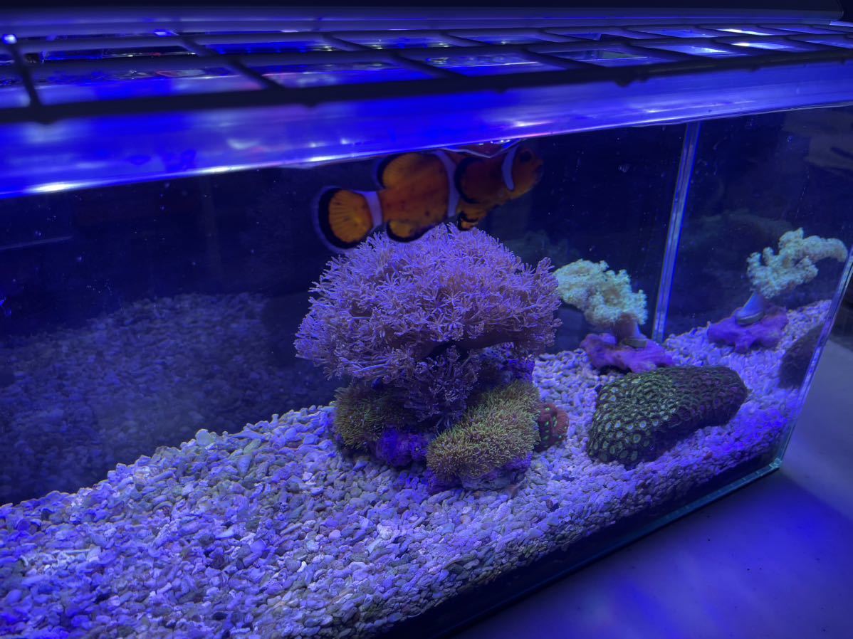 海水水槽セット設置方法｜チャーム 鳥羽水族館 飼育日記 海水魚 