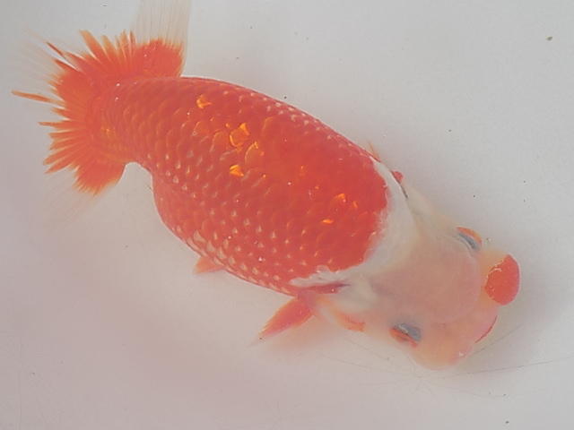 ☆Y・T★荻谷氏・らんちゅう・親・種魚・当歳魚FK2