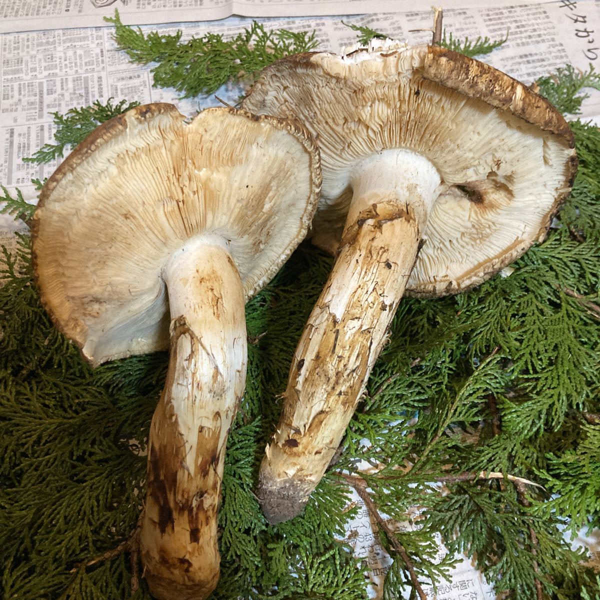 北海道産 松茸マツタケ 266g No1