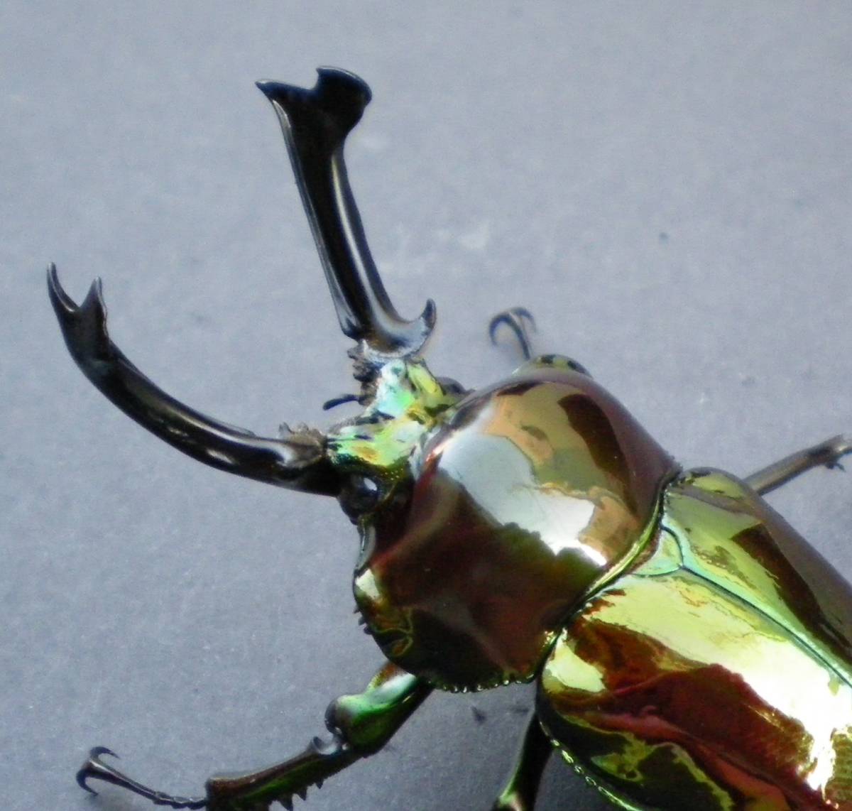 新成虫 RTN本家累代 ピカール血統(グリーン) ニジイロクワガタ ♂1♀2 合計3頭 (♂57.5ミリ ♀①38.5ミリ・♀②37.5ミリ) ニジイロピカール