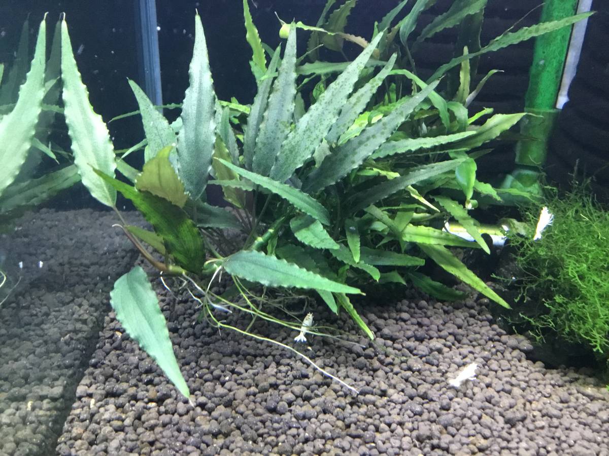 画像の水草スキスマトグロテイスロゼオスパサ（レア？）溶岩石に活着済み