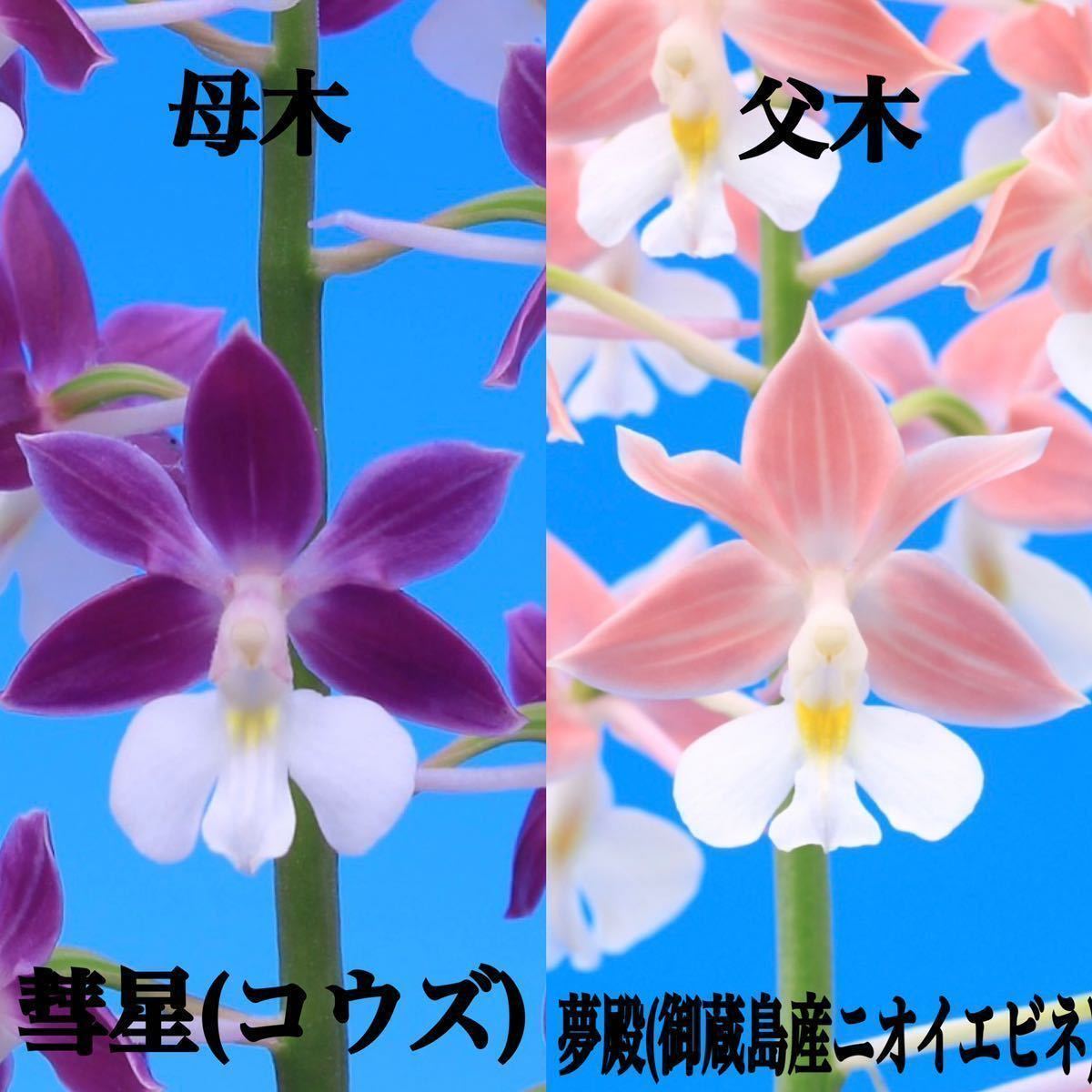 ☆寿峰苑☆「コウズ彗星×夢殿」交配未開花開花予想苗/// えびね エビネ らん エビネラン カランセ 野生蘭 Cal.///