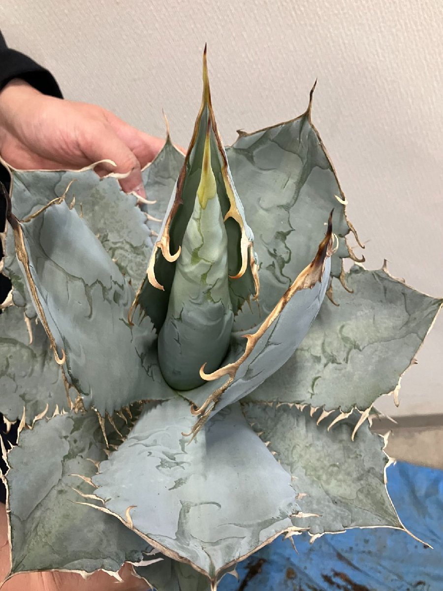 ユ9166 「多肉植物」アガベ チタノタ ホワイトアイス【畑に地植え株・Agave titanota 'White Ice'】