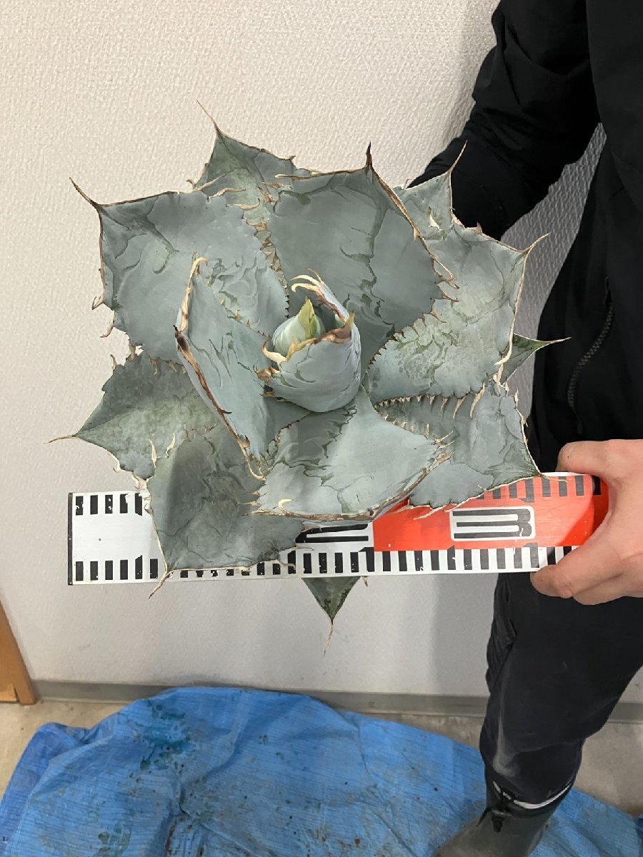 ユ9166 「多肉植物」アガベ チタノタ ホワイトアイス【畑に地植え株・Agave titanota 'White Ice'】