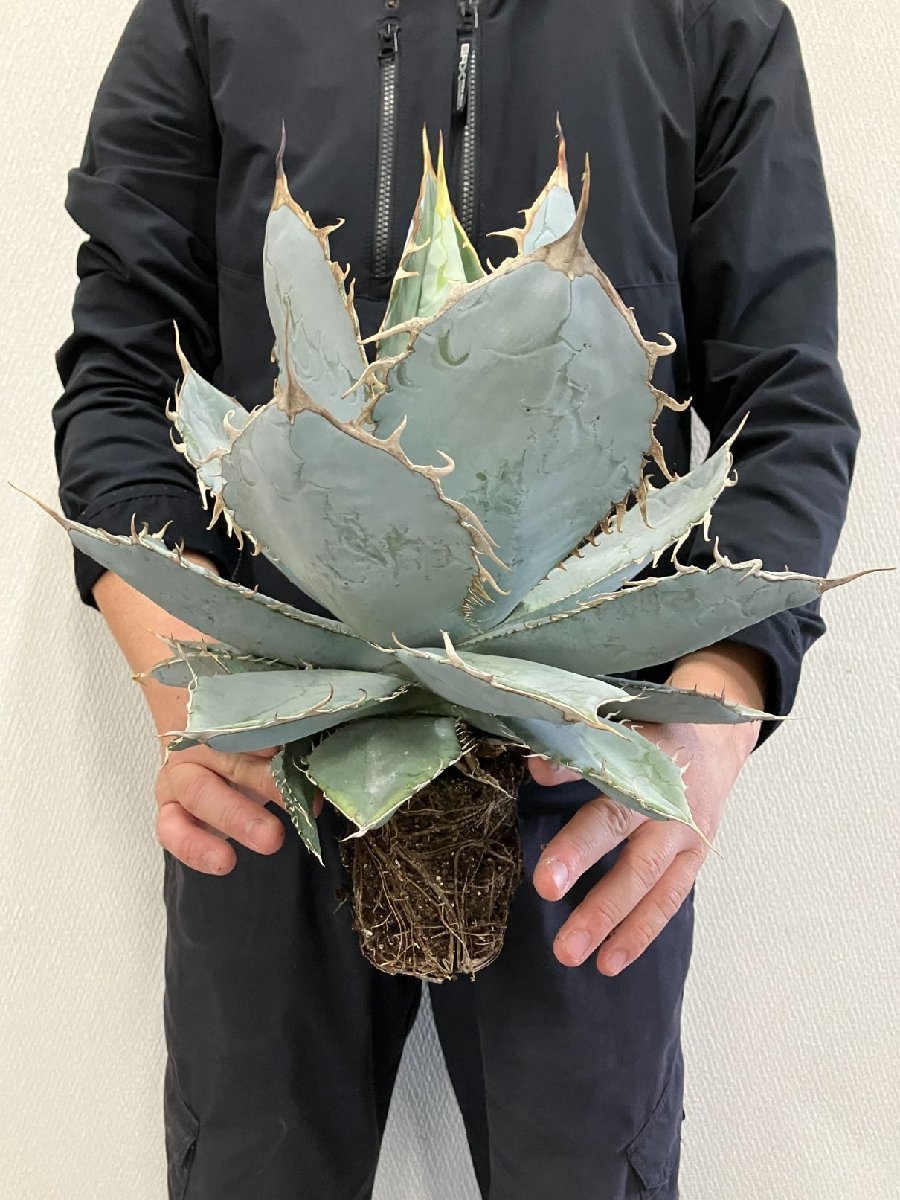ユ9166 「多肉植物」アガベ チタノタ ホワイトアイス【畑に地植え株・Agave titanota 'White Ice'】