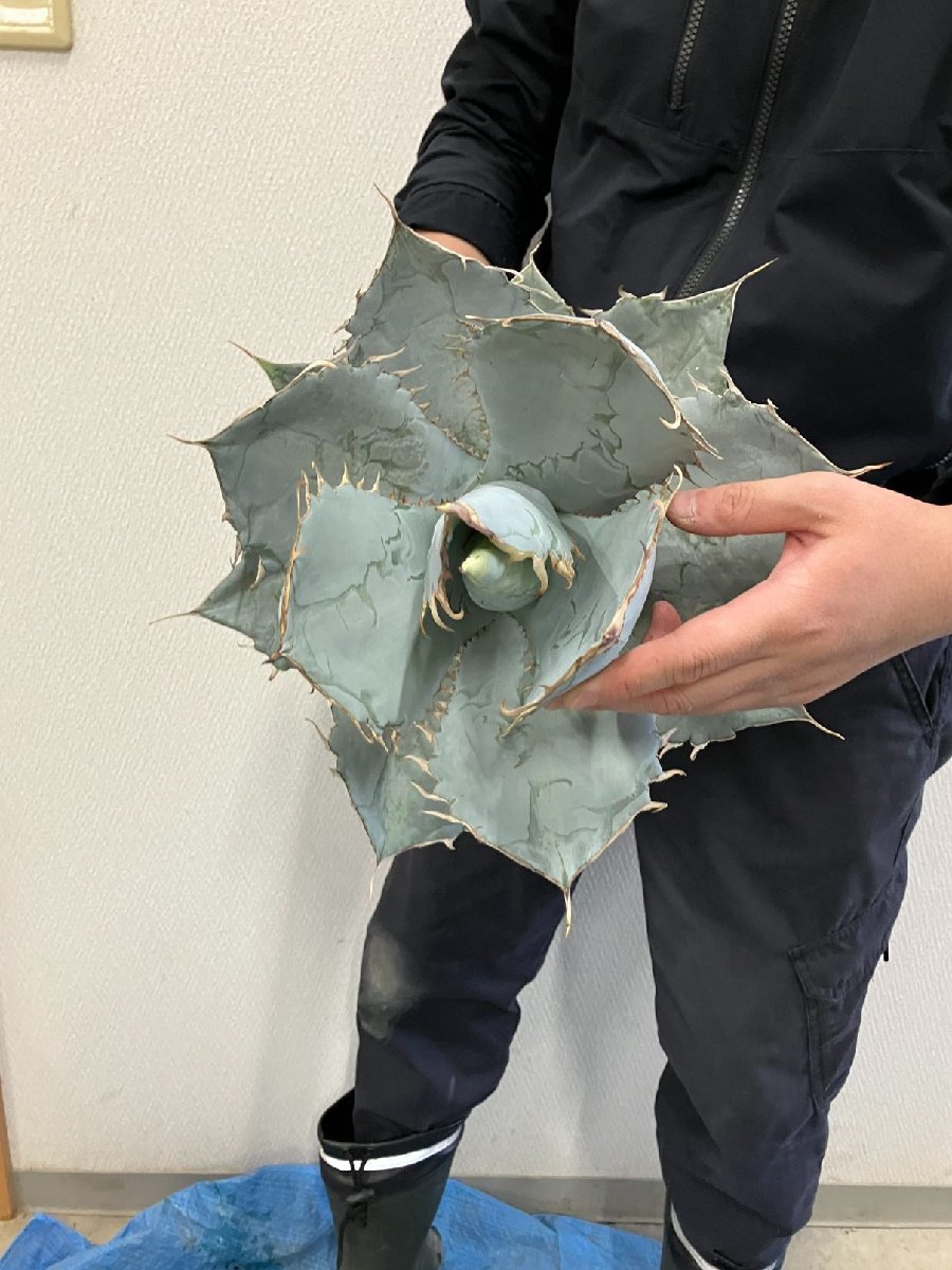 ユ9166 「多肉植物」アガベ チタノタ ホワイトアイス【畑に地植え株・Agave titanota 'White Ice'】