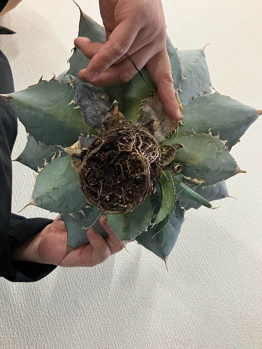 ユ9166 「多肉植物」アガベ チタノタ ホワイトアイス【畑に地植え株・Agave titanota 'White Ice'】