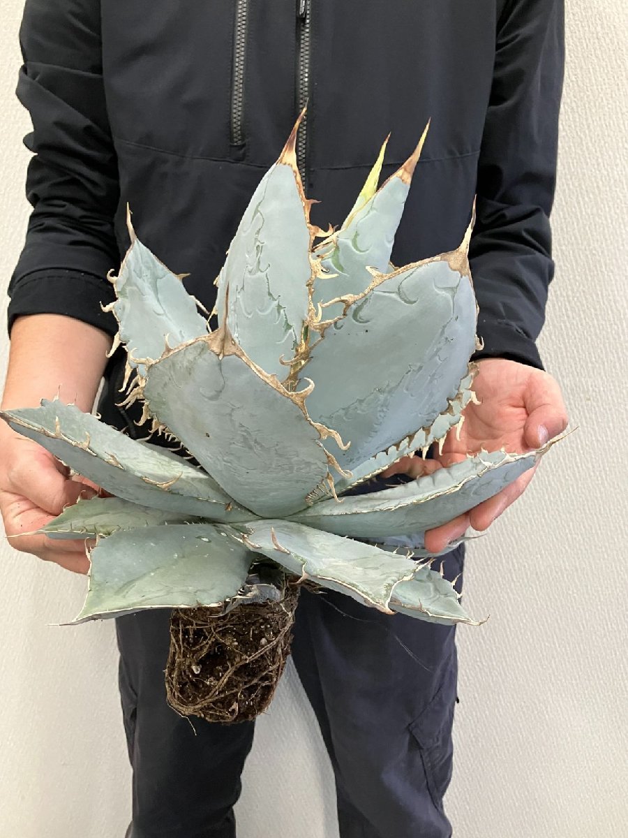 ユ9166 「多肉植物」アガベ チタノタ ホワイトアイス【畑に地植え株・Agave titanota 'White Ice'】