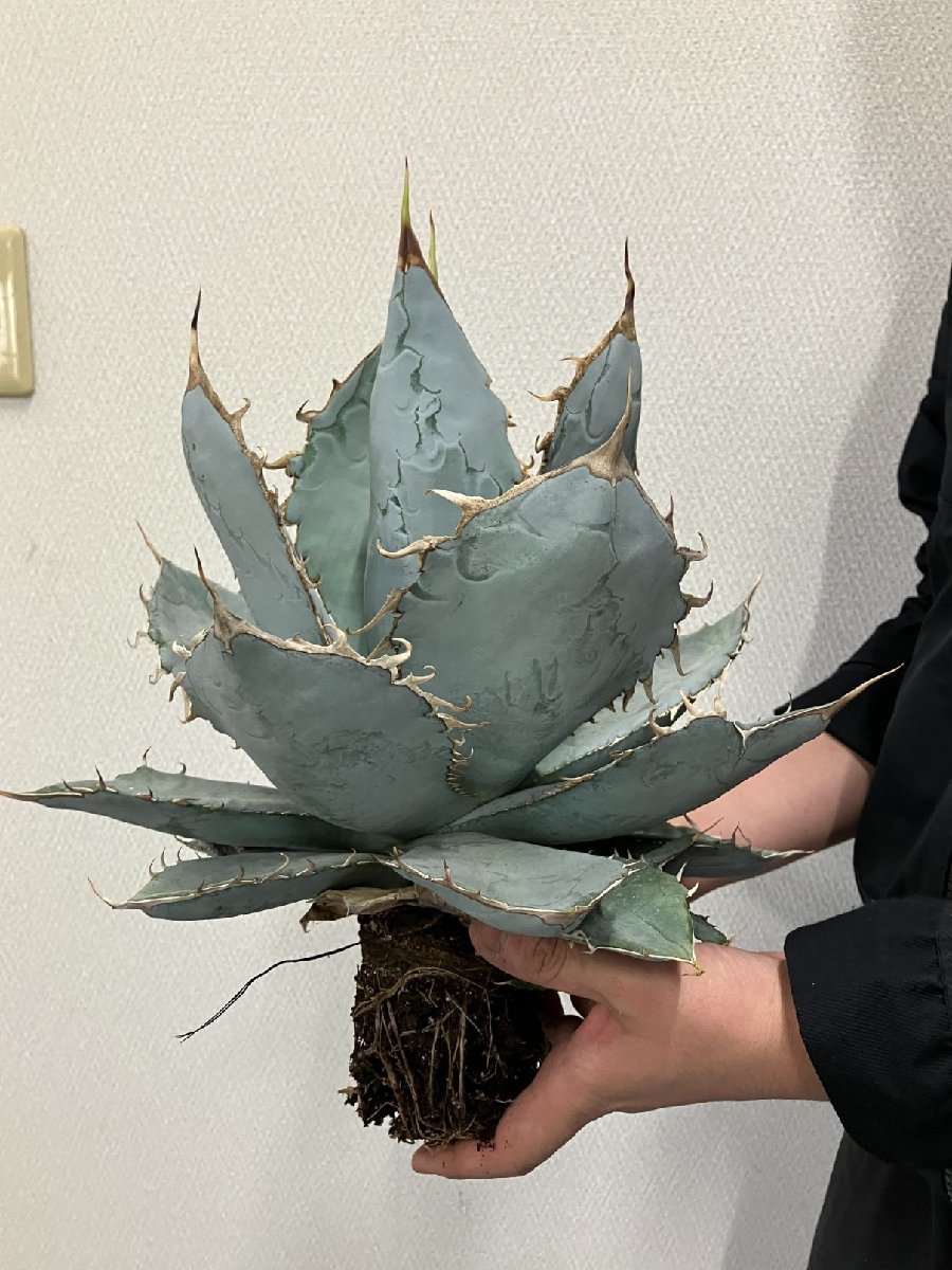 ユ9166 「多肉植物」アガベ チタノタ ホワイトアイス【畑に地植え株・Agave titanota 'White Ice'】