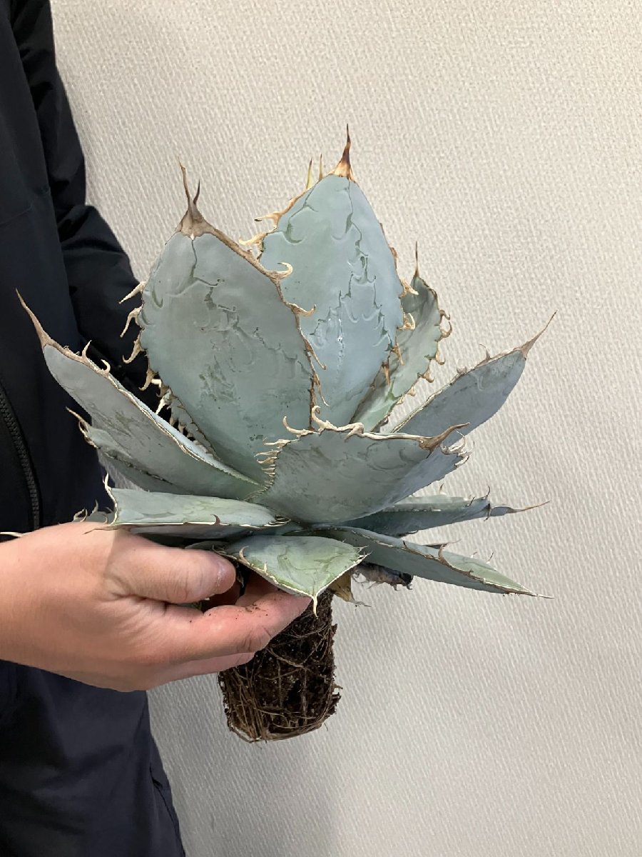ユ9166 「多肉植物」アガベ チタノタ ホワイトアイス【畑に地植え株・Agave titanota 'White Ice'】