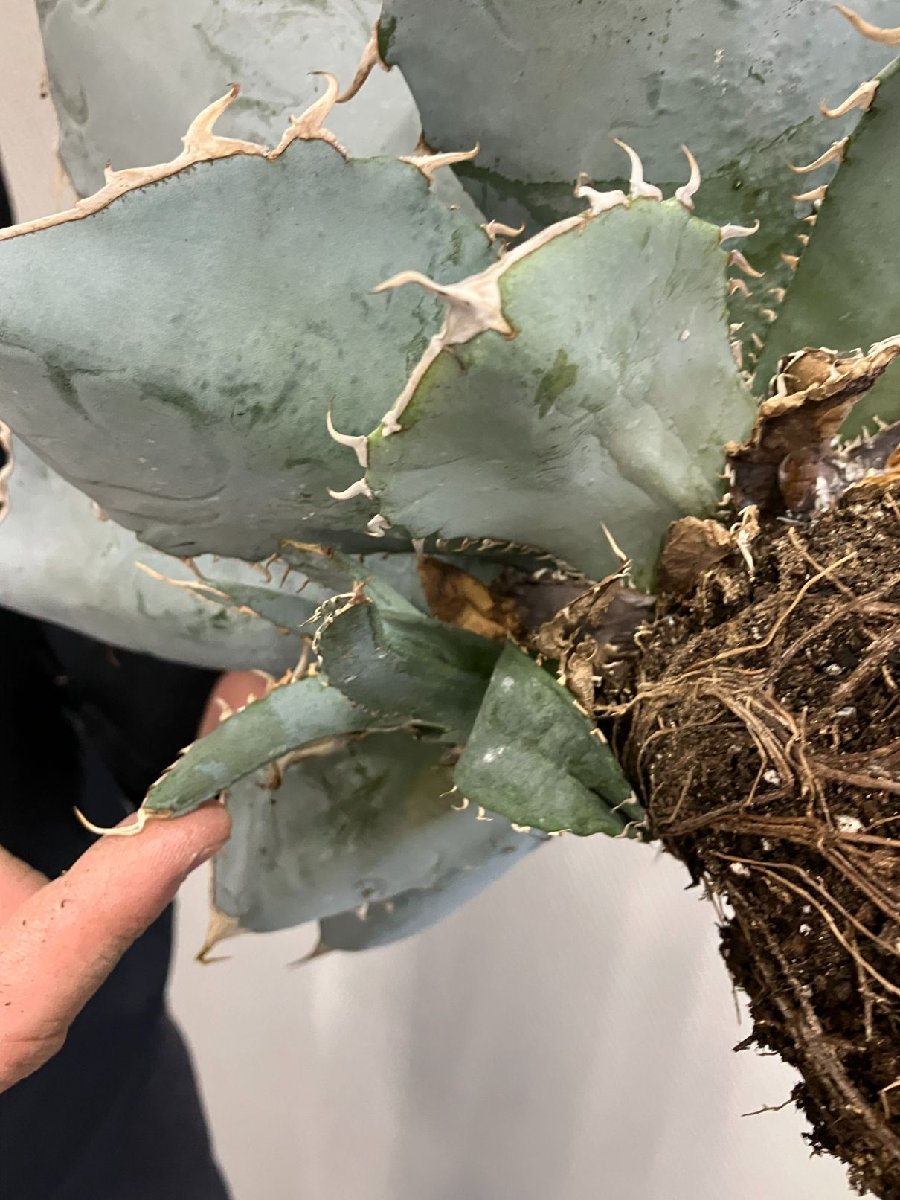 ユ9166 「多肉植物」アガベ チタノタ ホワイトアイス【畑に地植え株・Agave titanota 'White Ice'】