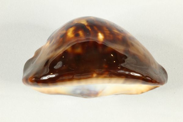 ビードロダカラ タカラガイ 宝貝 貝標本 貝殻(科学、自然)｜売買された
