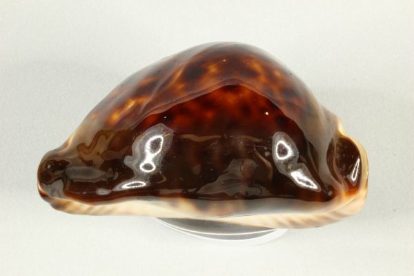 ビードロダカラ タカラガイ 宝貝 貝標本 貝殻(科学、自然)｜売買された