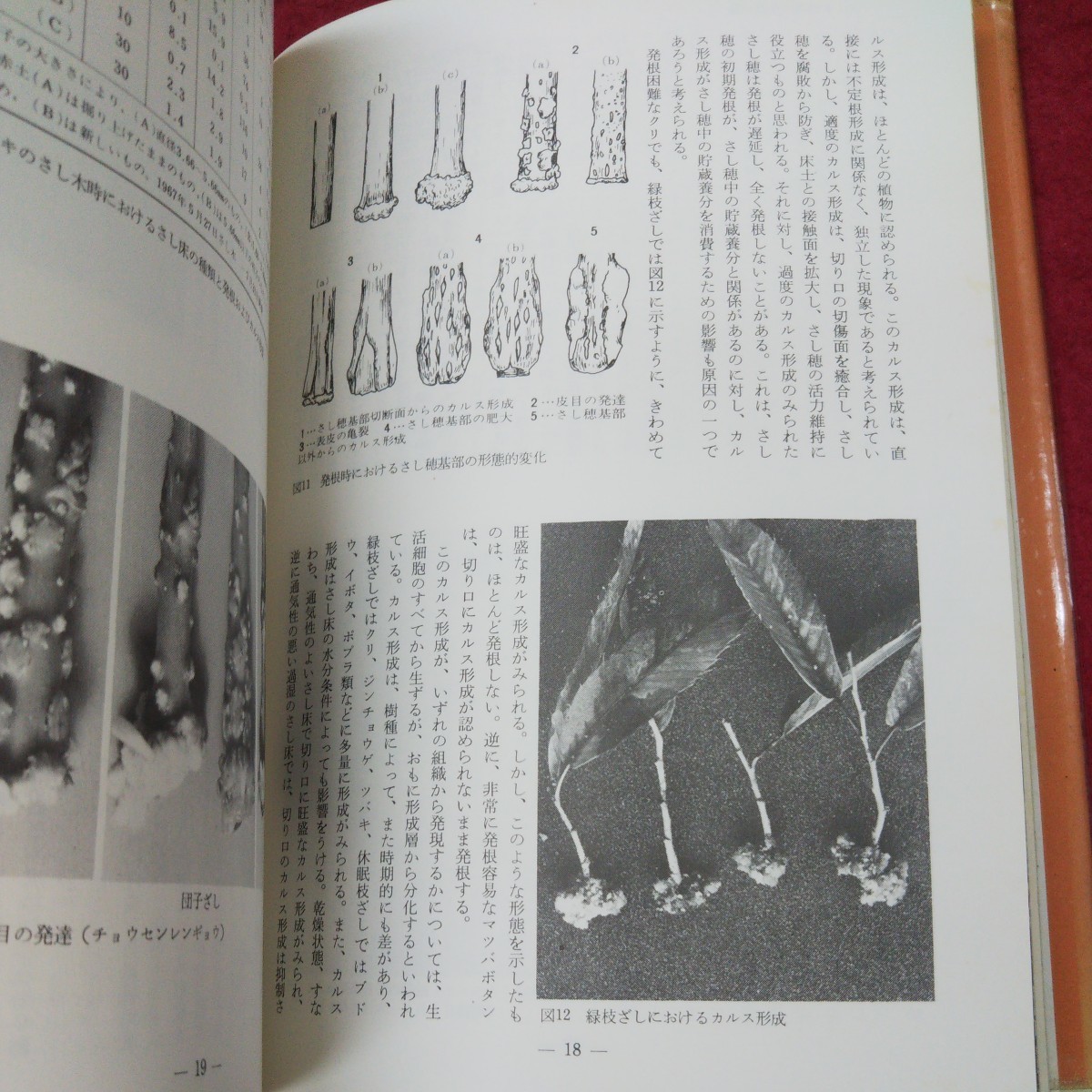さし木のすべて - 誠文堂新光社 ペンの跡があります。 町田英夫 メルカリ