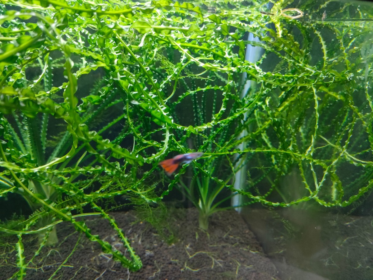 ADA PLANTS GALLERY #18「クリナム・アクアティカ・ナローリーフ 