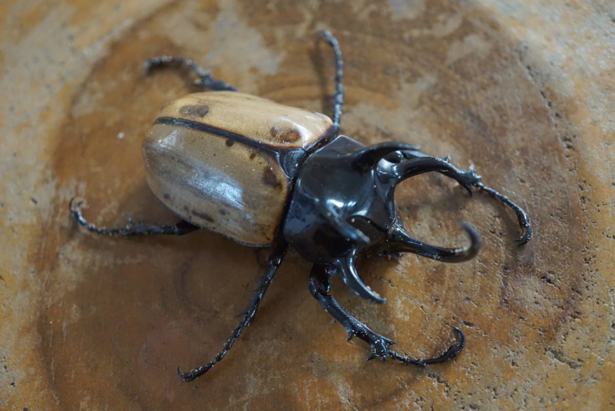 特価品☆タイ便WILD個体☆ゴホンヅノカブト（原名亜種）　成虫B品ペア　♂Lサイズ×♀FREE（品番：0000）C