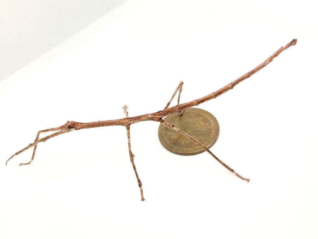 ゴライアスオオトビナナフシ　4齢幼体　ペア　　ナナフシ・コノハムシ